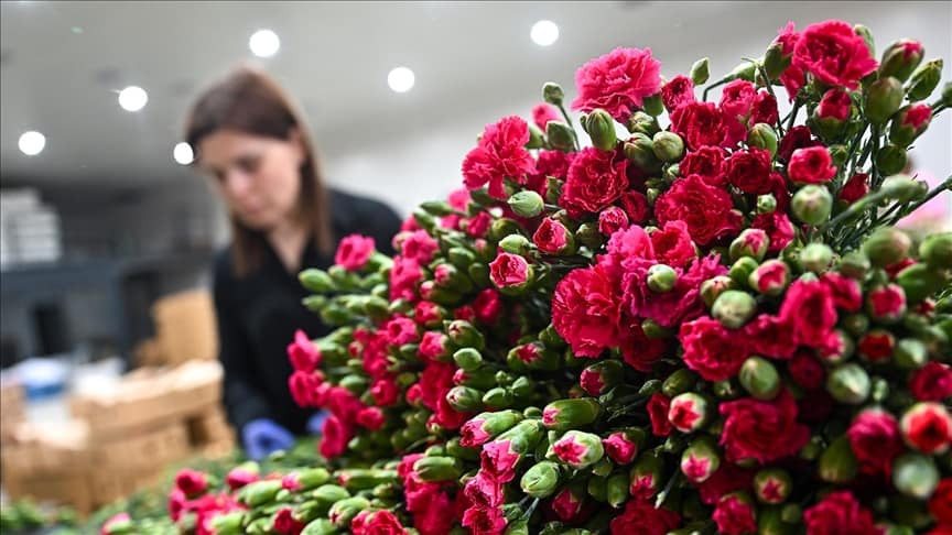 صادرات بیش از ۷۵ میلیون شاخه گل از ترکیه به ۳۰ کشور در آستانه روز مادر